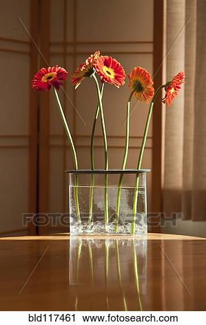 Gerbera Daisies on a Kitchen Table View Large Photo Image Stock Image - Gerbera Daisies on a Kitchen Table. Fotosearch