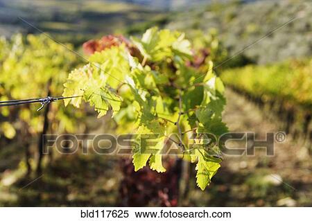 Grape Leaves View Large Photo Image Stock Photography - Grape Leaves. Fotosearch
