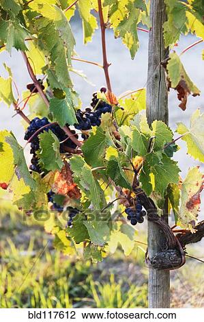 Grapes on Vine View Large Photo Image Stock Image - Grapes on Vine. Fotosearch