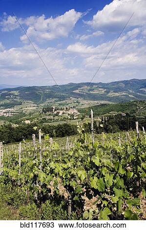 Grapevines Growing on Hillside View Large Photo Image Stock Image - Grapevines Growing on Hillside. Fotosearch