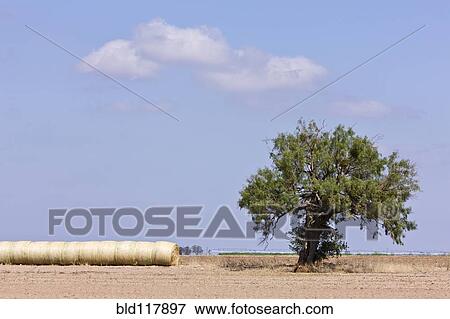 Stock Photo - Hay Bales and a Tree. Fotosearch