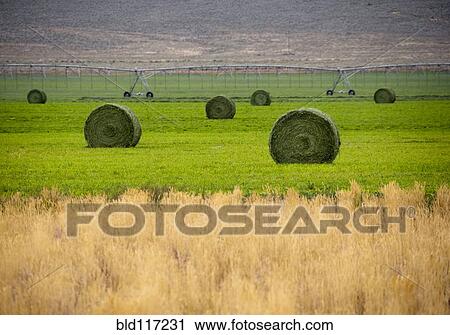 Hay Bales in Field View Large Photo Image Stock Image - Hay Bales in Field. Fotosearch