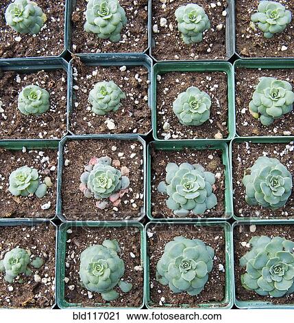 Hens and Chicks Plants View Large Photo Image Stock Image - Hens and Chicks Plants. Fotosearch