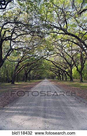 Historic plantation house and estate View Large Photo Image Stock Image - Historic plantation house and estate. Fotosearch