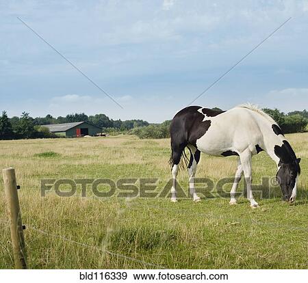 Horse Grazing in Meadow View Large Photo Image Stock Photo - Horse Grazing in Meadow. Fotosearch