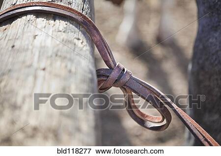 Stock Photo - Horse Tied to a Hitching Post. Fotosearch