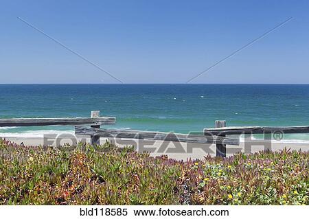 Ice plants View Large Photo Image Stock Photography - Ice plants. Fotosearch