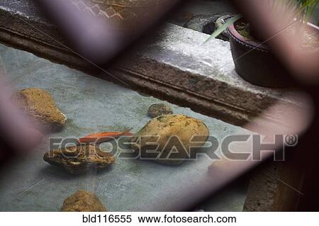 Koi Fish in a Pond View Large Photo Image Stock Photography - Koi Fish in a Pond. Fotosearch