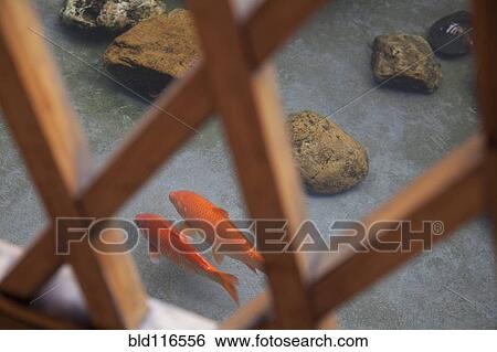Stock Photograph - Koi Viewed Through a Screen. Fotosearch