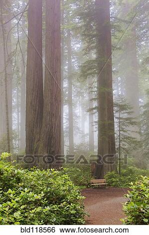 Ladybird Johnson Grove, with giant Coastal Redwoods View Large Photo Image Stock Photograph - Ladybird Johnson Grove, with giant Coastal Redwoods. Fotosearch