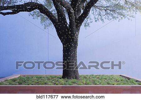 Lights Strung on Tree in Brick Planter View Large Photo Image Stock Photo - Lights Strung on Tree in Brick Planter. Fotosearch