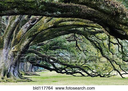 Old Growth Trees View Large Photo Image Picture - Old Growth Trees. Fotosearch