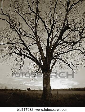 Old Tree by Field View Large Photo Image Stock Image - Old Tree by Field. Fotosearch