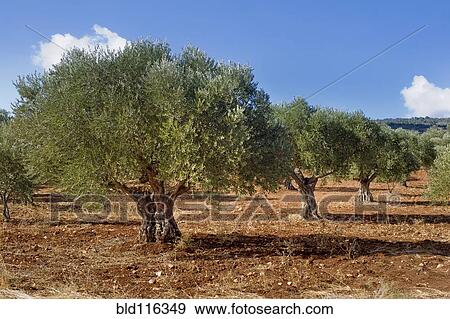 Stock Photo - Olive Grove in Galille. Fotosearch