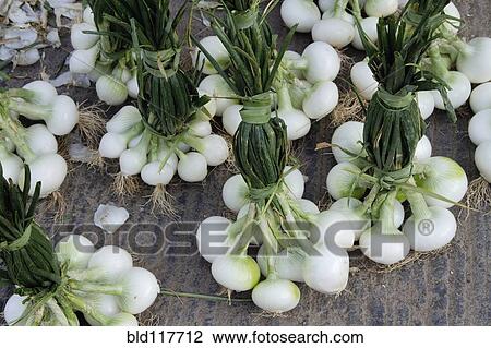 Onion Bundles View Large Photo Image Stock Image - Onion Bundles. Fotosearch