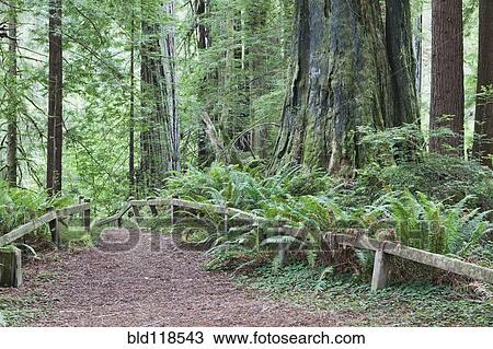 Stock Image - Open air theatre space in a clearing in Redwood National park. Fotosearch