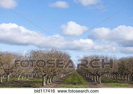Stock Photograph - Orchard and Sky. Fotosearch