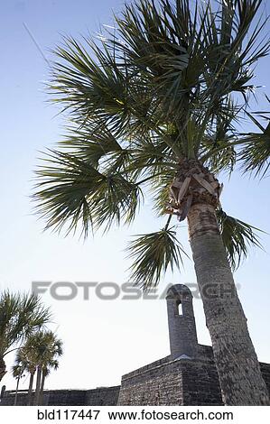 Palm Tree at Castillo de San Marcos View Large Photo Image Stock Photo - Palm Tree at Castillo de San Marcos. Fotosearch