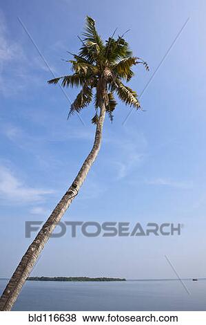 Stock Photo - Palm Tree with Ocean in Background. Fotosearch