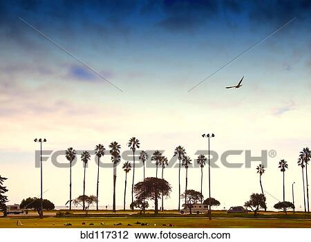 Stock Image - Palm Trees Lining the Beach. Fotosearch