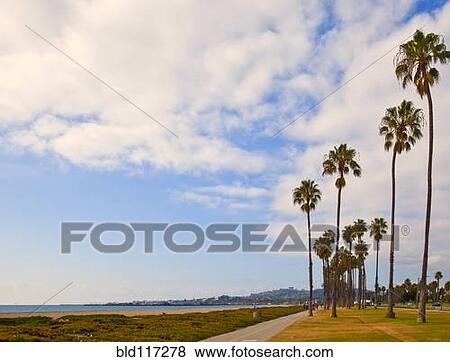 Palm Trees on Beach Sidewalk View Large Photo Image Stock Photo - Palm Trees on Beach Sidewalk. Fotosearch