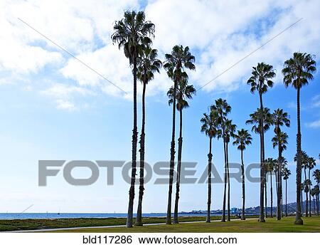 Palm Trees on Beach Walkway View Large Photo Image Stock Photograph - Palm Trees on Beach Walkway. Fotosearch