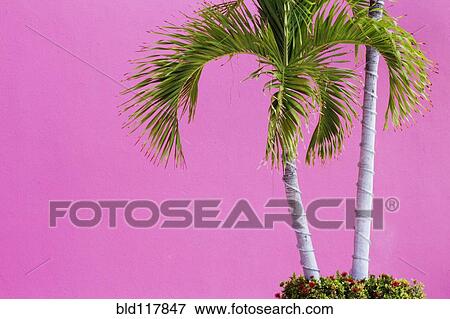 Palm Trees on Pink View Large Photo Image Stock Photo - Palm Trees on Pink. Fotosearch