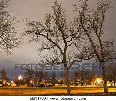 Picture - Park Field at Night. Fotosearch