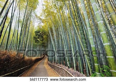 Stock Image - Path Through a Bamboo Forest. Fotosearch