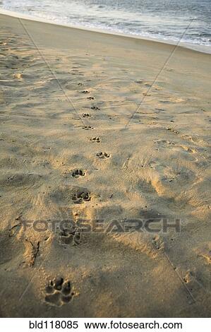 Paw Prints In The Sand View Large Photo Image Stock Photography - Paw Prints In The Sand. Fotosearch