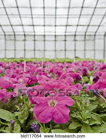 Petunias in a Greenhouse View Large Photo Image Picture - Petunias in a Greenhouse. Fotosearch