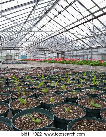 Stock Image - Potted Plant Starts. Fotosearch