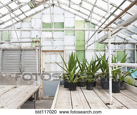 Stock Image - Potted Plants in a Greenhouse. Fotosearch