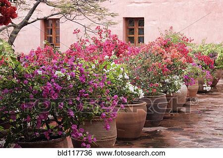 Potted Plants View Large Photo Image Stock Photograph - Potted Plants. Fotosearch