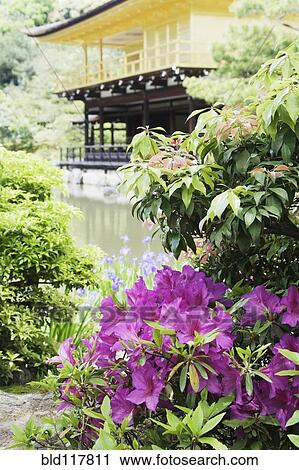 Stock Image - Purple Flowers In A Garden. Fotosearch