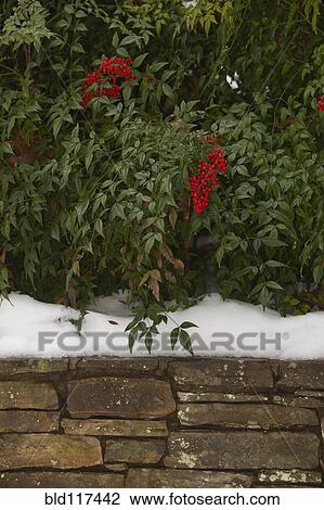 Red Berries in Snow View Large Photo Image Stock Image - Red Berries in Snow. Fotosearch