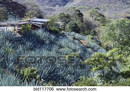 Remote Landscape with Succulents View Large Photo Image Stock Photograph - Remote Landscape with Succulents. Fotosearch