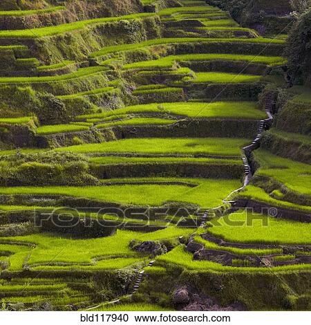 Rice Terraces in Banaue View Large Photo Image Stock Image - Rice Terraces in Banaue. Fotosearch