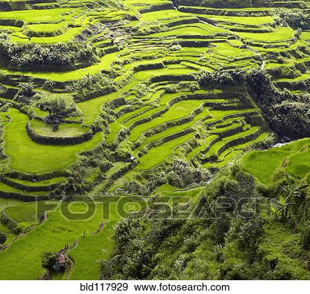 Stock Photo - Rice Terraces in Banaue. Fotosearch
