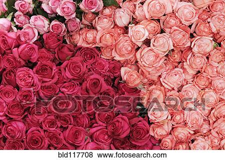 Roses at Market View Large Photo Image Stock Photo - Roses at Market. Fotosearch