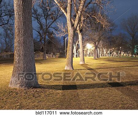 Stock Image - Row of Trees in a Park at Night. Fotosearch