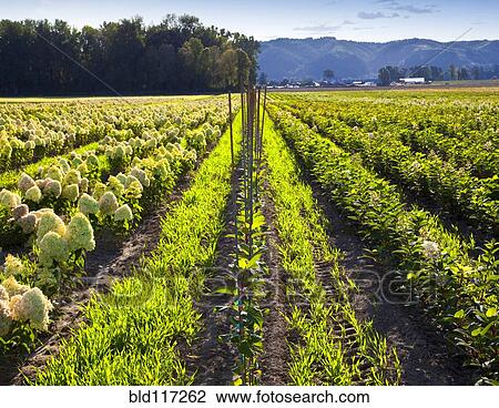 Rows of Crops in a Field View Large Photo Image Stock Image - Rows of Crops in a Field. Fotosearch