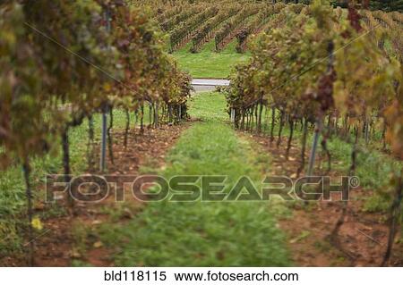 Rows Of Grape Vines View Large Photo Image Stock Photography - Rows Of Grape Vines. Fotosearch
