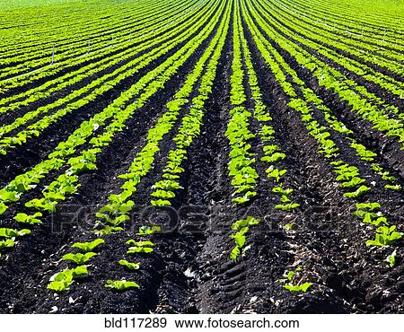 Rows of Planted Crops View Large Photo Image Stock Photo - Rows of Planted Crops. Fotosearch
