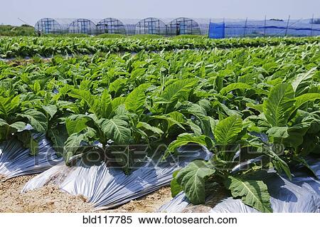 Rows of Tobacco Plants View Large Photo Image Stock Photography - Rows of Tobacco Plants. Fotosearch