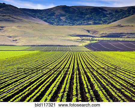 Stock Image - Rural Landscape with Planted Crops. Fotosearch