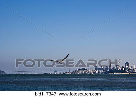 Stock Photo - Seagull Flying Over San Francisco Bay. Fotosearch