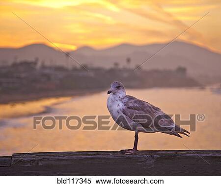 Stock Photography - Seagull on Boardwalk Railing. Fotosearch