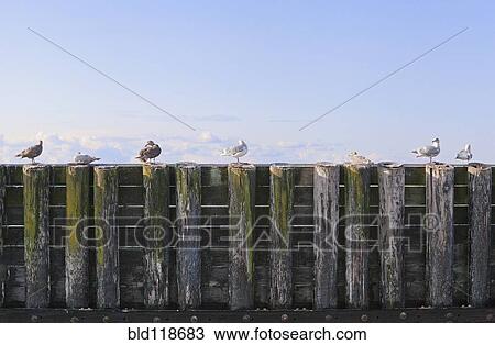 Seagulls perched on timber and piling seawall View Large Photo Image Stock Image - Seagulls perched on timber and piling seawall . Fotosearch