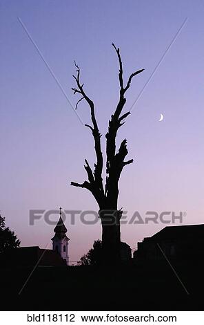 Stock Image - Silhouette Of Split Tree. Fotosearch